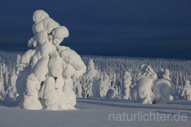 R9999 Riisitunturi im Winter, Finnland, Kuusamo - Christoph Robiller