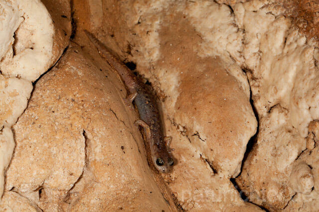 R10484 Sardischer Höhlensalamander, Genés Höhlensalamander, Speleomantes genei, Sardinian Cave Salamander - Christoph Robiller