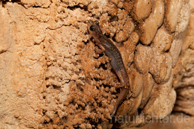R10486 Sardischer Höhlensalamander, Genés Höhlensalamander, Speleomantes genei, Sardinian Cave Salamander - Christoph Robiller