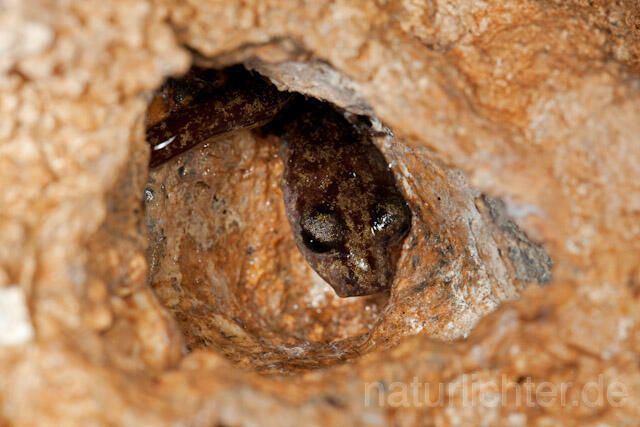 R10504 Sardischer Höhlensalamander, Genés Höhlensalamander, Speleomantes genei, Sardinian Cave Salamander - Christoph Robiller