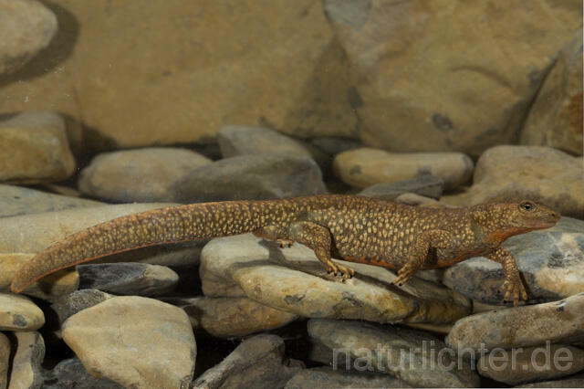 R11691 Pyrenäen-Gebirgsmolch, Pyrenean brook salamander - Christoph Robiller