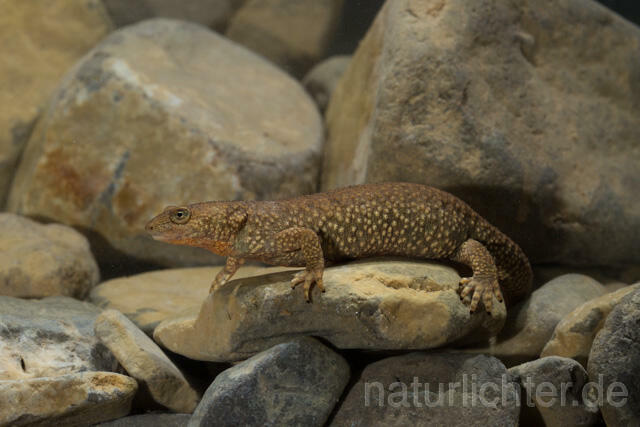 R11700 Pyrenäen-Gebirgsmolch, Pyrenean brook salamander - Christoph Robiller