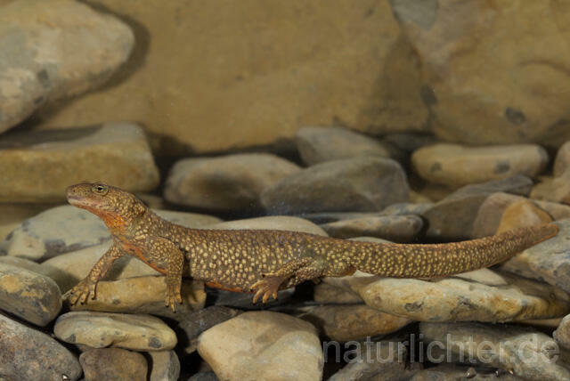 R11702 Pyrenäen-Gebirgsmolch, Pyrenean brook salamander - Christoph Robiller