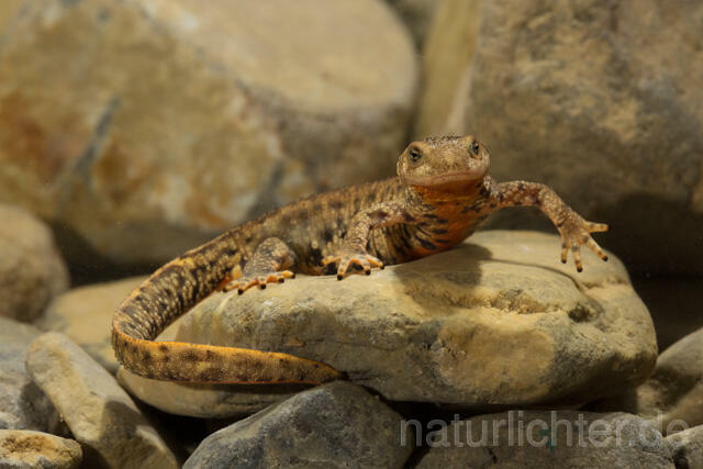 R11707 Pyrenäen-Gebirgsmolch, Pyrenean brook salamander - Christoph Robiller