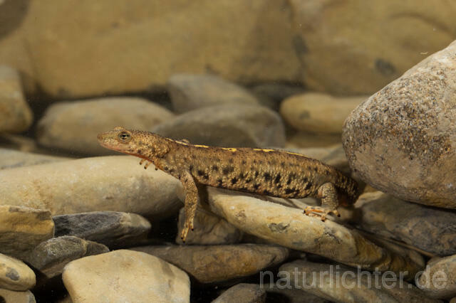 R11711 Pyrenäen-Gebirgsmolch, Pyrenean brook salamander - Christoph Robiller