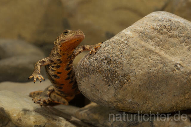 R11712 Pyrenäen-Gebirgsmolch, Pyrenean brook salamander - Christoph Robiller
