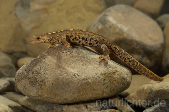 R11714 Pyrenäen-Gebirgsmolch, Pyrenean brook salamander - Christoph Robiller