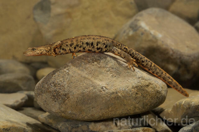 R11715 Pyrenäen-Gebirgsmolch, Pyrenean brook salamander - Christoph Robiller
