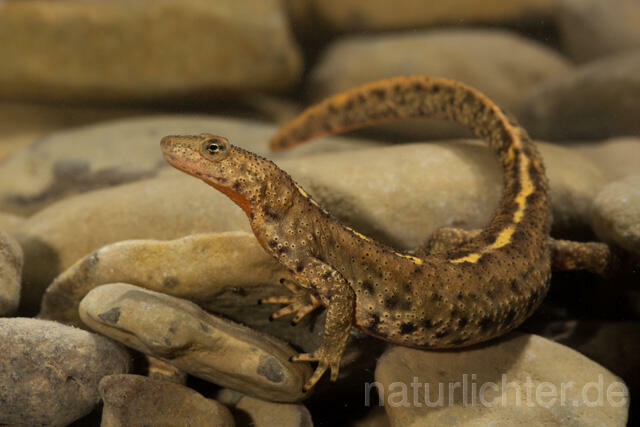 R11719 Pyrenäen-Gebirgsmolch, Pyrenean brook salamander - Christoph Robiller