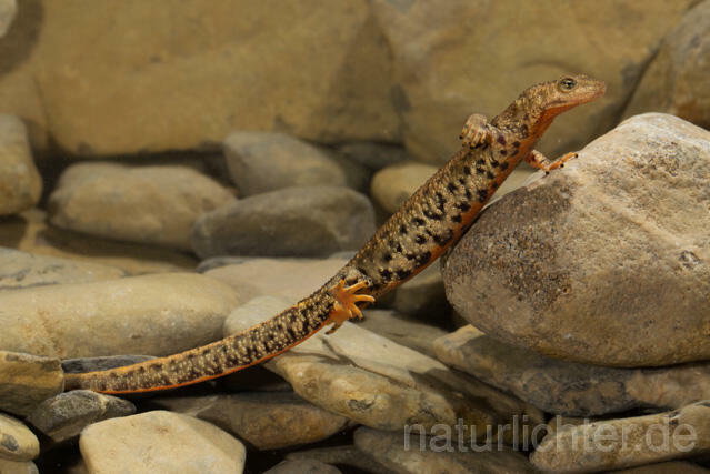 R11720 Pyrenäen-Gebirgsmolch, Pyrenean brook salamander - Christoph Robiller