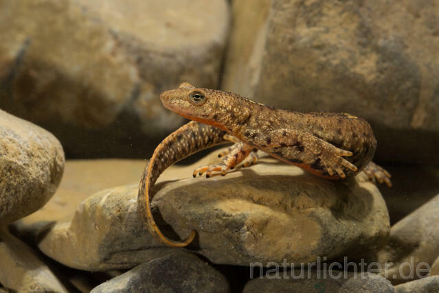 R11721 Pyrenäen-Gebirgsmolch, Pyrenean brook salamander - Christoph Robiller