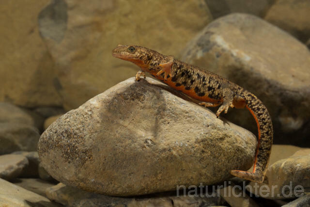 R11722 Pyrenäen-Gebirgsmolch, Pyrenean brook salamander - Christoph Robiller