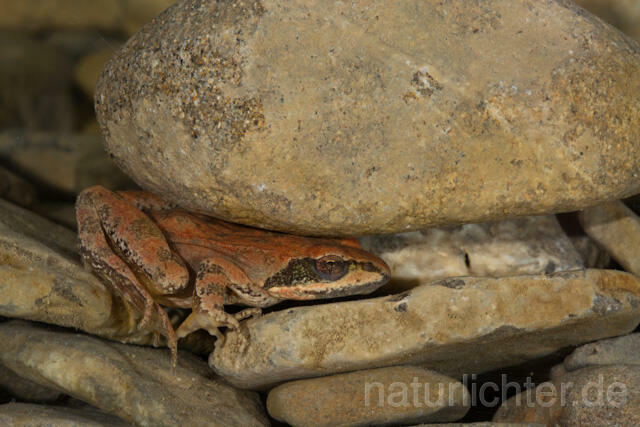 R11725 Pyrenäen-Gebirgsmolch, Pyrenean brook salamander - Christoph Robiller