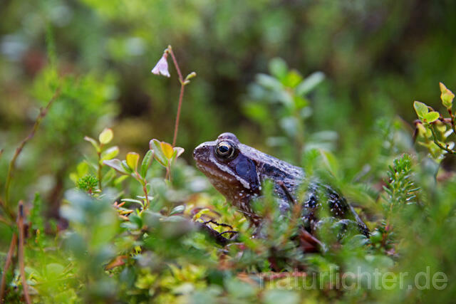 R12136 Moorfrosch, Moor Frog, Riisitunturi, Finnland - Christoph Robiller
