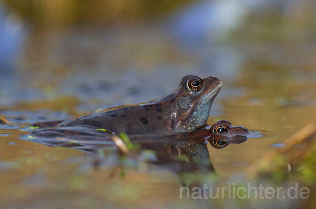 R7643 Grasfrosch, Paarung, Common Brown Frog, Mating - Christoph Robiller