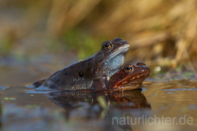 R7644 Grasfrosch, Paarung,Common Brown Frog, Mating - Christoph Robiller