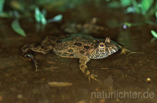 R9370 Rotbauchunke, Fire-Bellied Toad - Christoph Robiller