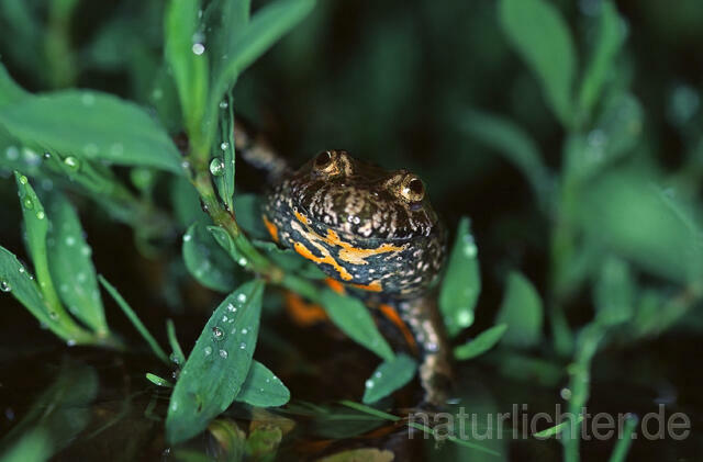 R9372 Rotbauchunke, Fire-Bellied Toad - Christoph Robiller