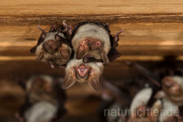 R11568 Großes Mausohr, Wochenstube, Greater Mouse-eared Bat - Christoph Robiller