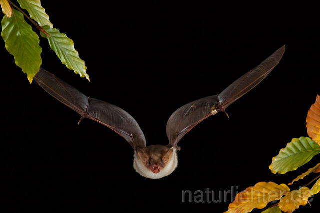 R11735 Großes Mausohr im Flug, Greater Mouse-eared Bat flying - Christoph Robiller