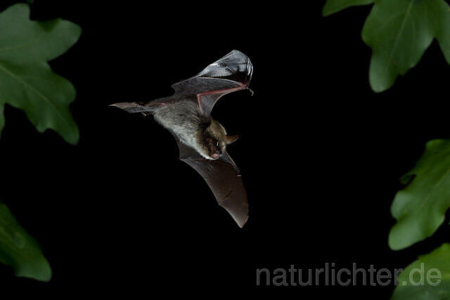 R4551 Kleine Bartfledermaus im Flug, Whiskered Bat flying - Christoph Robiller