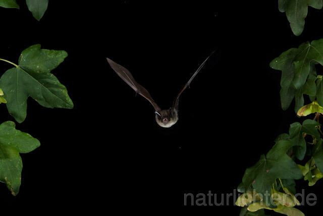R4558 Kleine Bartfledermaus im Flug, Whiskered Bat flying - Christoph Robiller