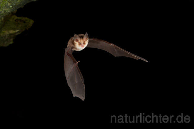 R5015 Meheley-Hufeisennase im Flug, Mehely-Hufeisennase, Mehely's horseshoe bat flying - Christoph Robiller