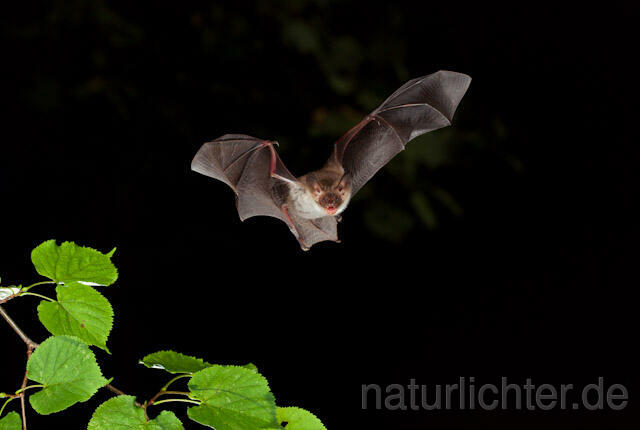 R5664 Bechsteinfledermaus im Flug, Bechstein's Bat flying - Christoph Robiller