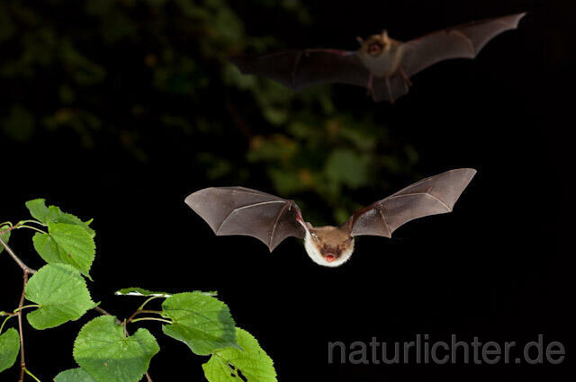 R5671 Fransenfledermaus im Flug, Natterer's Bat flying - Christoph Robiller