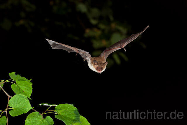 R5672 Bechsteinfledermaus im Flug, Bechstein's Bat flying - Christoph Robiller