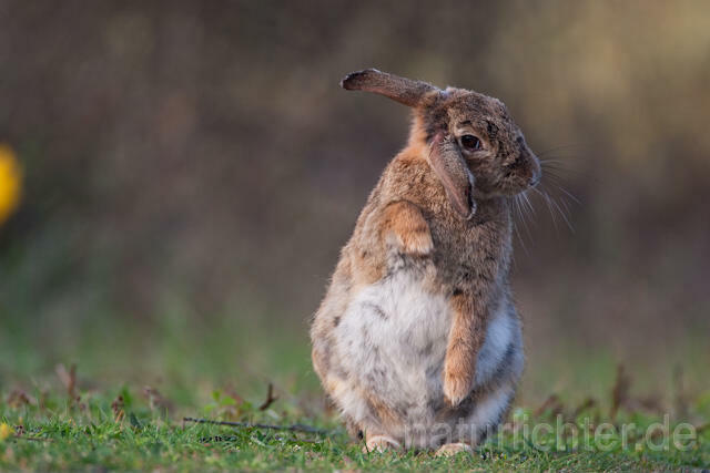 R6295 Wildkaninchen, European Rabbit - Christoph Robiller