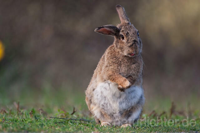 R6298 Wildkaninchen, European Rabbit - Christoph Robiller