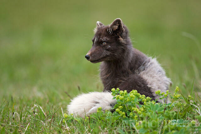 R7138 Polarfuchs, Arctic fox - Christoph Robiller