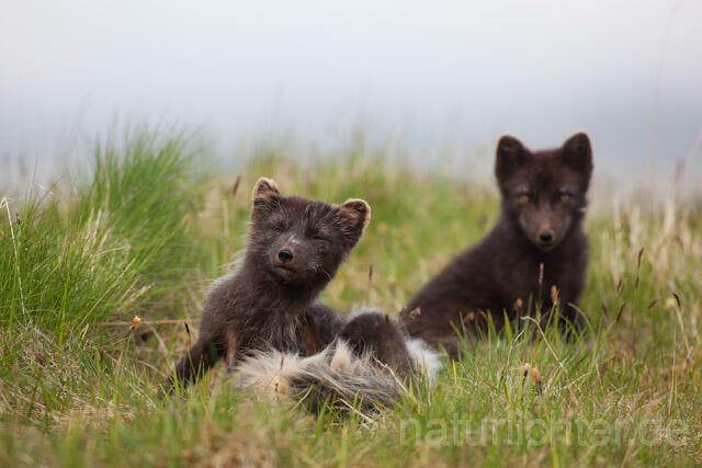 R7156 Polarfuchs, Arctic fox - Christoph Robiller
