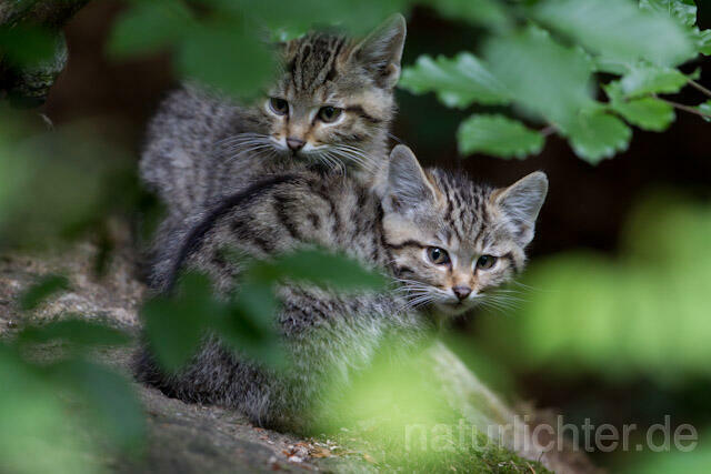 R8257 Wildkatze Jungtiere, Wildcat kitten - Christoph Robiller