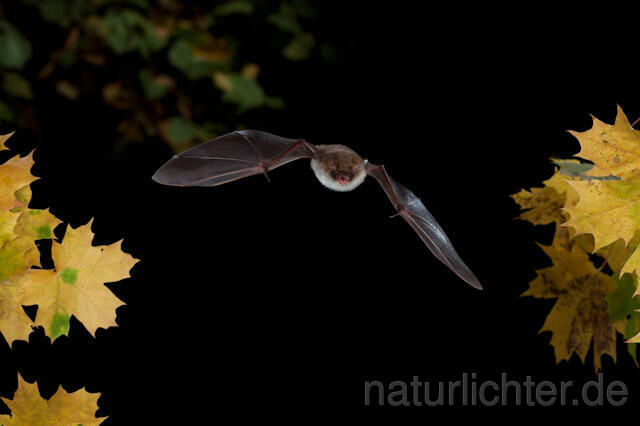 R8537 Fransenfledermaus im Flug, Natterer's Bat  flying - Christoph Robiller