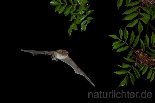 R9215 Langfußfledermaus im Flug, Long-fingered Bat Bat flying - Christoph Robiller