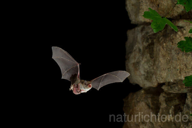 R9239 Langfußfledermaus mit Jungtier im Flug, Long-fingered Bat Bat flying - Christoph Robiller