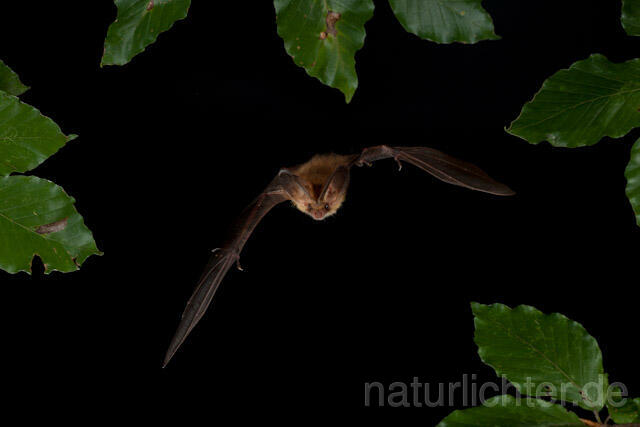 R9345 Braunes Langohr im Flug, Brown Long-eared Bat flying - Christoph Robiller
