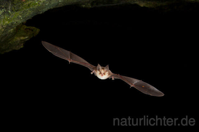 R9701 Meheley-Hufeisennase im Flug, Mehely-Hufeisennase, Mehely's horseshoe bat flying - Christoph Robiller