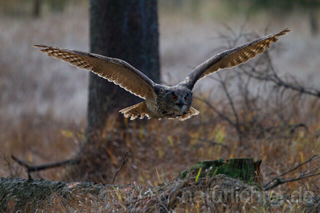 R10762 Uhu im Flug, Eagle Owl flying - Christoph Robiller