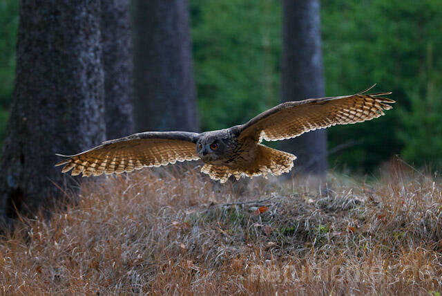 R10767 Uhu im Flug, Eagle Owl flying - Christoph Robiller