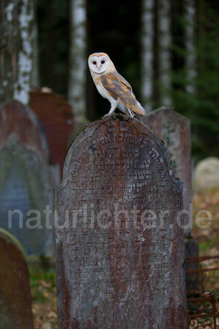 R10859 Schleiereule auf Grabstein, Barn Owl at gravestone - Christoph Robiller