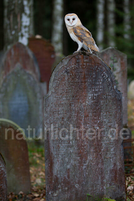 R10860 Schleiereule auf Grabstein, Barn Owl at gravestone - Christoph Robiller