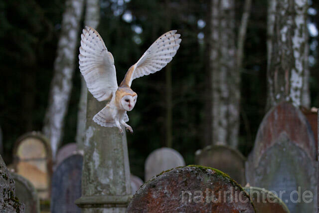 R10866 Schleiereule fliegt auf Grabstein, Barn Owl at gravestone - Christoph Robiller