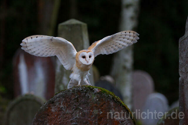 R10870 Schleiereule fliegt auf Grabstein, Barn Owl at gravestone - Christoph Robiller