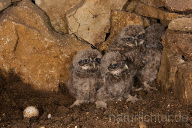 R11241 Steinkauz, Jungvögel in Höhle, Little Owl nestlings - Christoph Robiller