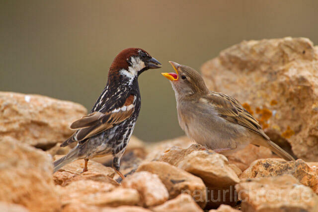 R11362 Weidensperling,Spanish Sparrow - Christoph Robiller