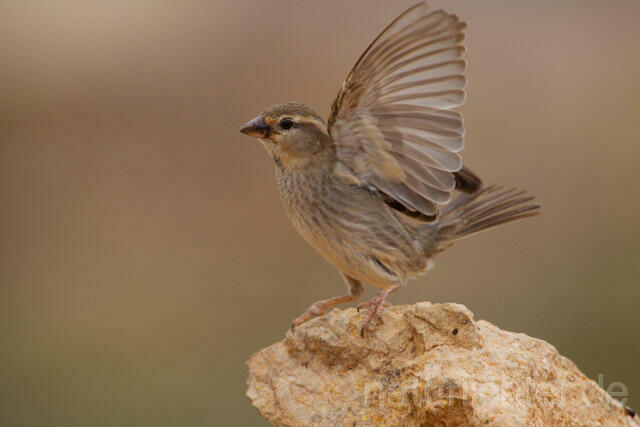 R11367 Weidensperling,Spanish Sparrow - Christoph Robiller