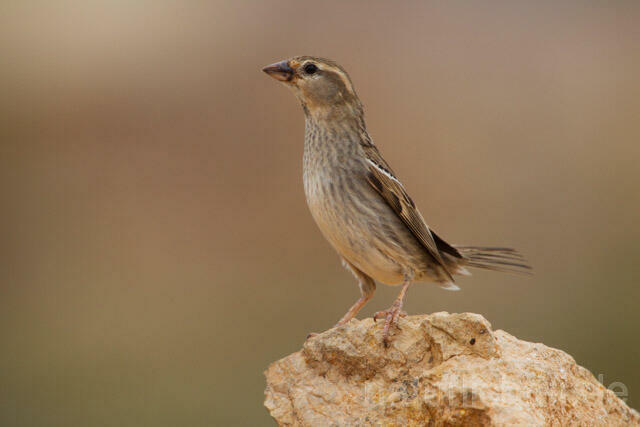 R11368 Weidensperling,Spanish Sparrow - Christoph Robiller